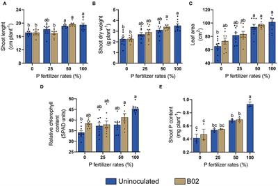 Differential Plant Growth Promotion Under Reduced Phosphate Rates in Two Genotypes of Maize by a Rhizobial Phosphate-Solubilizing Strain